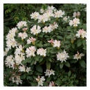 Cunningham White Rhododendrum
